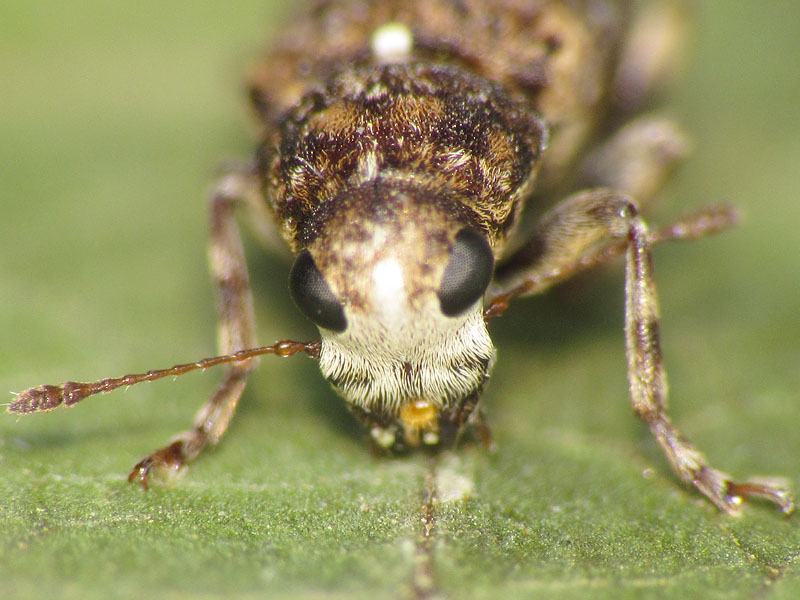 Anthribidae: Dissoleucas niveirostris ? S !